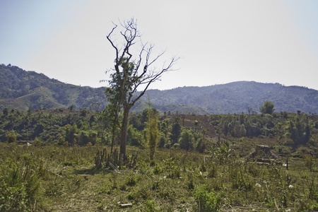 tree aloneの写真素材