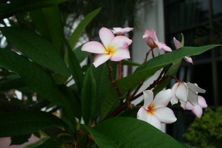 white flowerの写真素材
