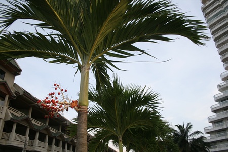 treeの写真素材