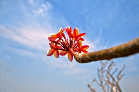 temple flowerの写真素材