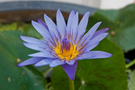 blue lotus whit yellow center point taken from the small pool of mahamakut universityの写真素材