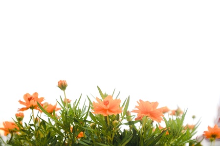 flower backgroundの写真素材