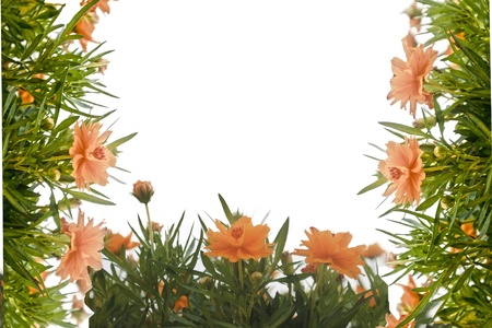 flower backgroundの写真素材