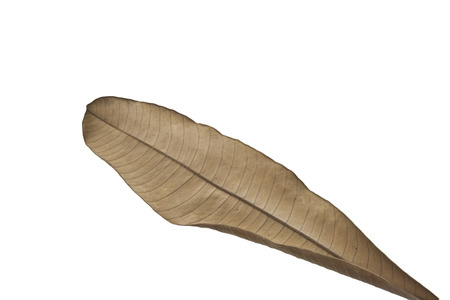 dry leaveの写真素材