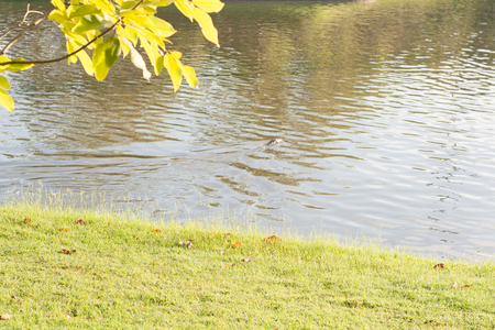 yellow flower and the water in the morningの写真素材