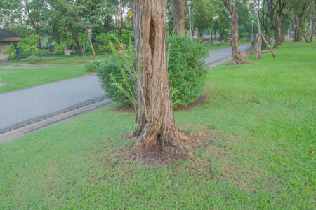 lonely trunk in the parkの写真素材