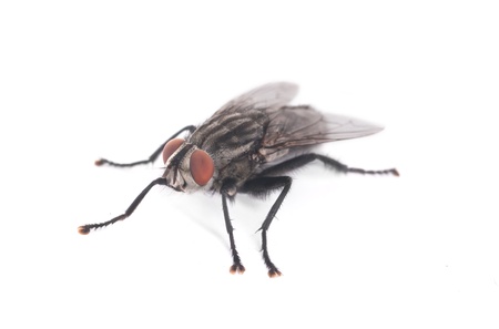 fly on a white background