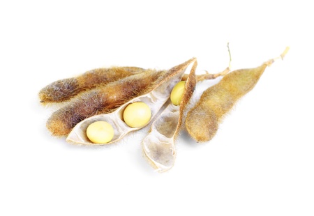 Soy Beans   isolated on white