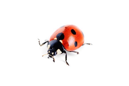 ladybug on white background の写真素材