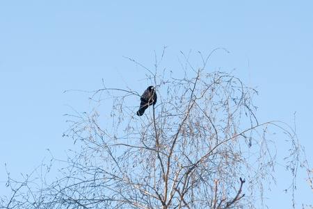 bird crow on tree on background winter sky の写真素材