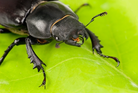 Female Lucanus cervus  stag beetle  i on the green  leafの写真素材