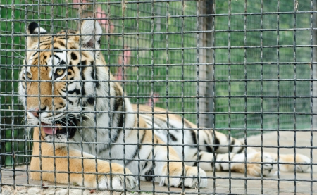 tiger in metal cage, close-up のeditorial素材