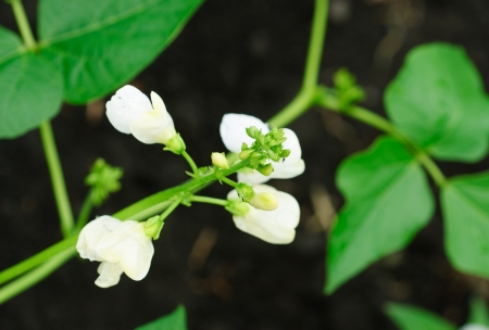 Bean flowers selective focus  Shallow depth of field の写真素材