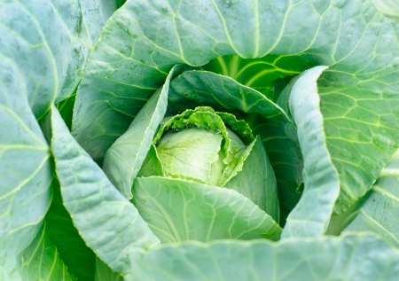 Cabbage's head with leafs. Close up
の写真素材