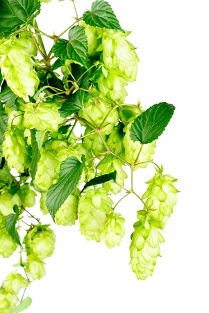hop  close-up  isolated on  white   background の写真素材