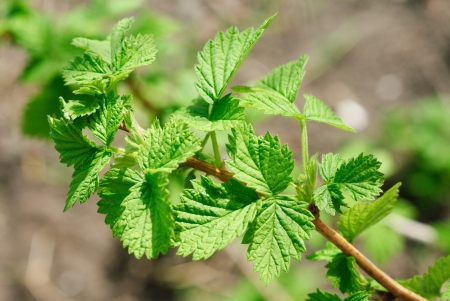 Young branch raspberries  Nature background