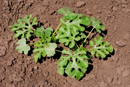 Watermelon sprout  on the vegetable bedの写真素材