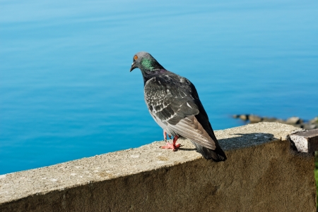 Proud pigeon on seascape background の写真素材