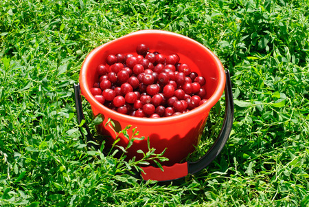 Red Cherries on red bucket and green backgroundの写真素材