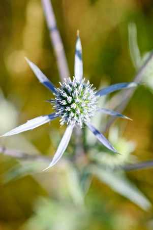 Flat sea holly steel blue eryngo green background (eryngium planum)の写真素材
