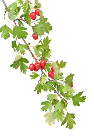 branch hawthorn  with leaves and berry isolated on white backgroundの写真素材