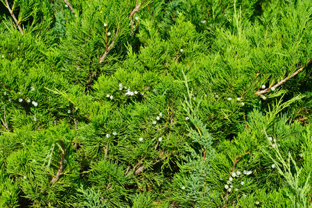 thuja branches with fruits.Nature backgroundの写真素材