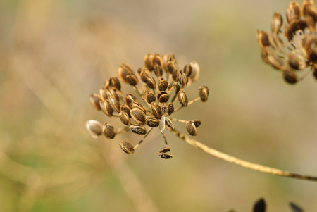 fennel seeds in the gardenの写真素材