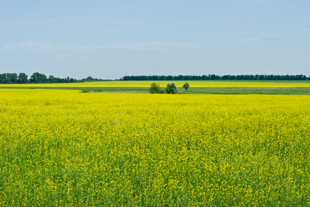Rape field and blue sky backgroundの写真素材