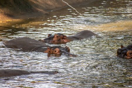 Hippopotamus head above water in Vandalur Zoo in Chennai Tamil Nadu India