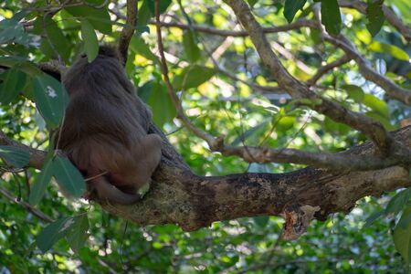 Monkey Showing his Back While Sitting on the Tree During Day Time