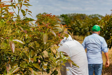 Two farmers examining the avocado plantation on the ranch, pest monitoring, agronomy concept