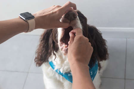 owner giving medication to his dog undergoing thyroid treatment. Senior dogの写真素材