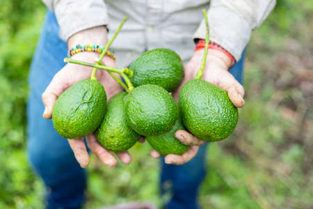 close-up of the hands of a farmer with many freshly harvested avocados