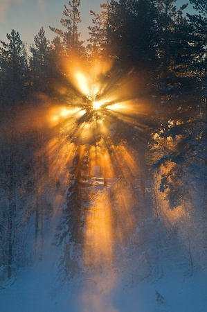 Sun from behind trees and mist.の写真素材