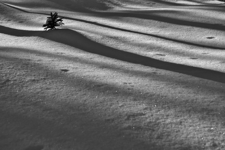 Black and white photo of long winter shadows on snow.の写真素材