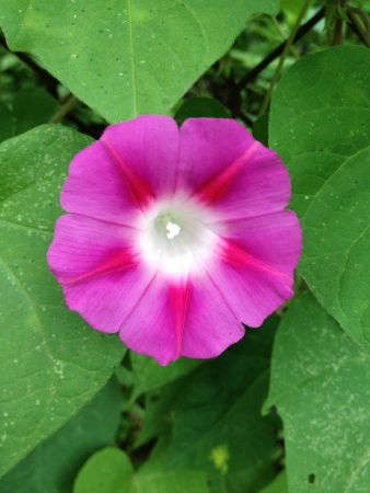 Beautiful pink flowerの素材