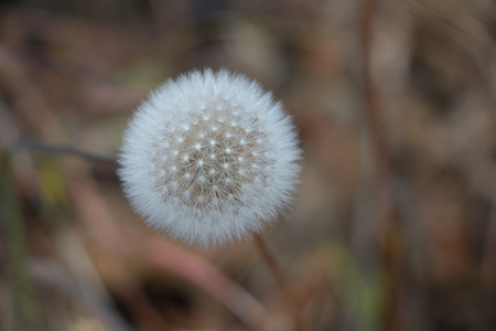 Dandelion Ballの写真素材