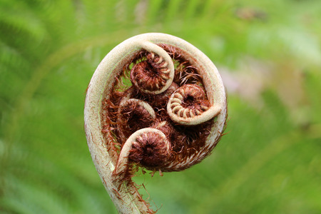 Furled Fern Frondの写真素材