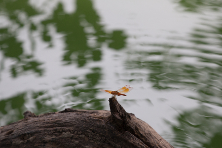 Hauz Khas Dragonflyの写真素材
