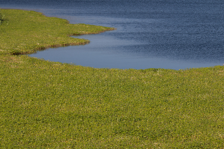 Pond with lush water plantsの写真素材