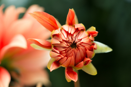 Flower Closeupの写真素材