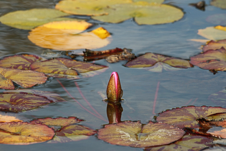 Pond with lily pads and flowerの写真素材