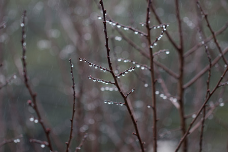 Raindrops and Branchesの写真素材