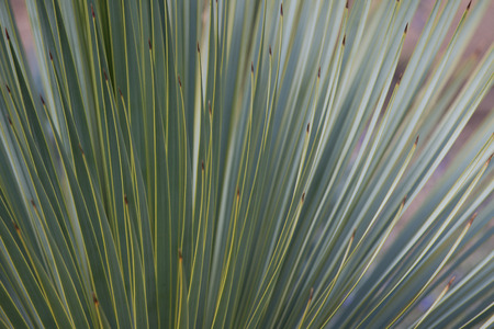 Green spiky foliageの写真素材