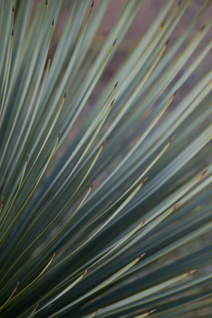 Green spiky foliageの写真素材