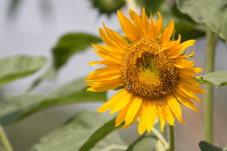 Sunflower with beeの写真素材