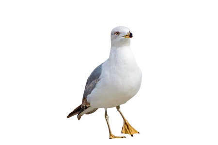 Seagullの写真素材