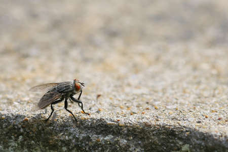 Macro a fly red-eye and bodyの写真素材