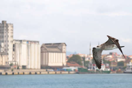 Seagullの写真素材