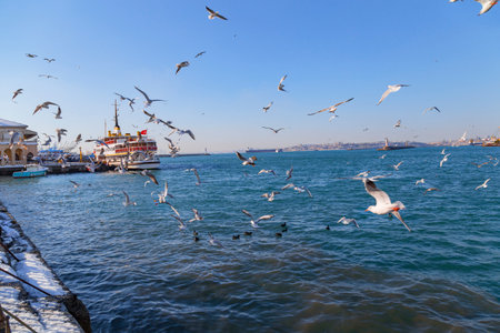 Seagulls chasing Ship. Istanbul, kadikoyのeditorial素材